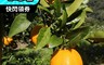 生活市集 6.2折! - 獅潭 23A 桶柑禮盒 台三線 特產 水果 橘子 柑仔 (5斤/盒)
