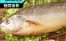 上野物產 7.0折! - 鮮嫩巨無霸急凍黃魚(600-700g±10%/)