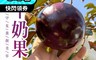 生活市集 7.3折! - 大顆級夢幻紫牛奶果 1.8Kg+-10%