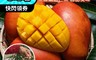 果農直配 7.9折! - 屏東嚴選愛文芒果 5斤(8-10顆)/10斤(15-18顆)