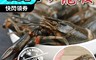 生活市集 5.9折! - 熔岩小龍蝦 (1000g/盒) 海鮮 生鮮