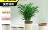 生活市集 3.9折! - FaSoLa PP懶人自動灌溉溫特花盆 懶人花盆 可視水位 自動澆水 自動吸水