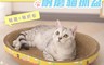 生活市集 5.1折! - 加大加厚耐磨貓窩貓抓盆 不掉屑 無異味