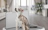 生活市集 6.3折! - 加高款簡約防濺狗狗尿盆(帶牆訓廁更輕鬆)