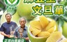 麻豆王 文旦華 7.5折! - 正宗麻豆50年特選老欉文旦