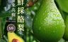 初品果 7.8折! - 屏東高樹草生栽培鮮採酪梨 5斤/盒(5-7顆)