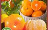 生活市集 7.7折! - 南投國姓正宗砂糖橘5斤 中小果 禮盒 產地直送