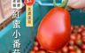 初品果 10.0折! - 產銷履歷紅蜜蜜小番茄5斤