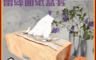 LASSLEY 10.0折! - 蕾絲面紙盒套(平面盒套)