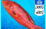福田生鮮 10.0折! - 野生紅條燕尾石斑魚300-400g 紅條石斑魚 全魚 三牲