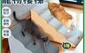 生活市集 10.0折! - 緩坡度防水寵物樓梯 耐抓防汙 (四階/五階)