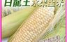 雪莉朵辣嚴選 10.0折! - 白龍王水果玉米3.6kg 甜玉米 生玉米 無基因改造 無農藥殘留