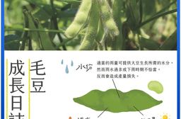 【台南新市區農會】精選毛豆仁x5包(500g/包)