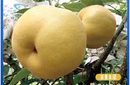 【鮮果爺爺】預購 苗栗卓蘭大果32A甘露梨禮盒(2顆/盒_單顆1.1kg以上)