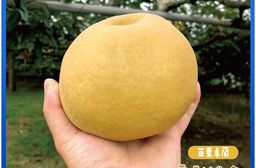 【鮮果爺爺】預購 苗栗卓蘭大果24A甘露梨禮盒(2顆/盒_單顆0.8kg以上)