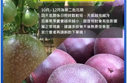 【南投埔里大坪頂直送】特A級滿天星百香果5台斤(產地直送_友善耕種)