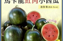 預購【雪莉朵辣嚴選】馬卡龍 紅肉小西瓜 迷你果（5-7粒）4斤箱