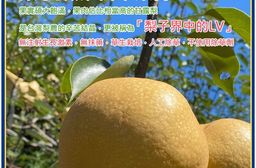 【玲梨淨智果園】台中東勢23~26A甘露梨2顆x1盒(大果_單顆862-975g