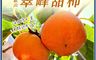 雪莉朵辣嚴選 7.9折! - 預購合歡山 翠峰甜柿 14A特大果5粒入(4.1斤箱)/10A中