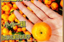 【台灣紅】超迷你珍珠砂糖橘-五斤裝