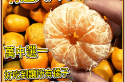 【台灣紅】大尺寸珍珠砂糖橘-五斤裝