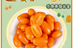 【禾鴻】預購+現貨 橙蜜香小番茄禮盒5斤/盒(不帶蒂頭出貨)
