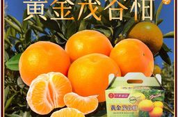 【雪莉朵辣嚴選】黃金茂谷柑 5斤/箱(約21-25粒)