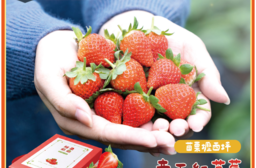 【鮮果爺爺】苗栗壢西坪帝王紅草莓精裝系列禮盒x4盒_4種規格任選_360g/盒_