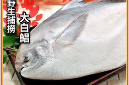 【鮮綠生活】野生大白鯧500g  年節 鯧魚 白鯧 拜拜 節慶