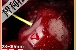 【築地一番鮮】28-30mm｜XJ智利櫻桃1.2KG