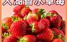 家購網嚴選 7.7折! - 大湖香水草莓1公斤(1~2號果)