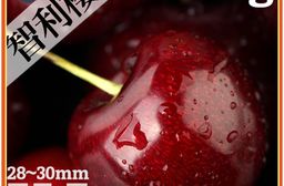 【築地一番鮮】28-30mm｜XJ智利櫻桃1.6KG