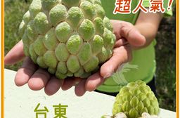 【禾鴻】台東優質大目釋迦5斤/盒 (中果_小果任選)