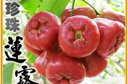 【家購網嚴選】屏東林邊黑珍珠蓮霧 精品4斤/盒(約20-26顆/盒)